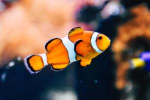 2026年世界杯，卡塔尔的申办与未来展望世界杯2026是哪个国家举办